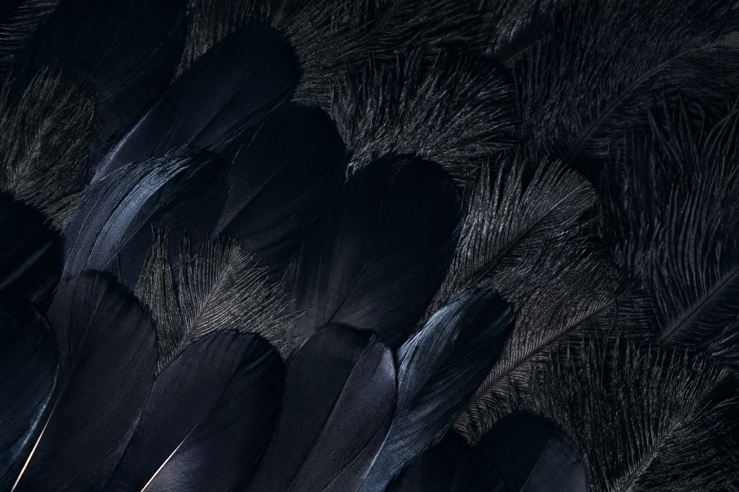 Dark raven feathers background.